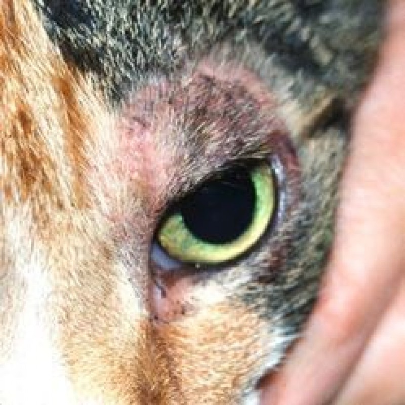 Dermatophytose sind wir uns der Probleme bewusst? hundkatzepferd